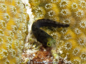 Tube blenny looking for a new tube home or a mouthful of ... by J. Daniel Horovatin 